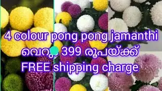 4 colour pong pong jamanthi for just 399 rupees # free shipping charge pls msg in6235079628#angels