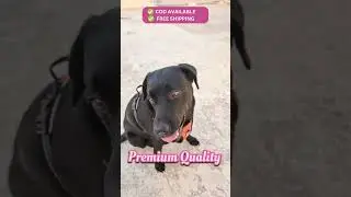 HANK No Pull Reflective Dog Harness