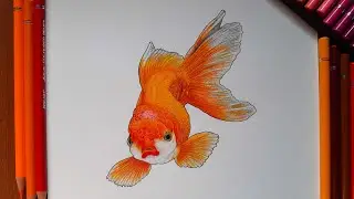 Sketch of Gold Fish using Brustro Colour Pencil | Timelapse