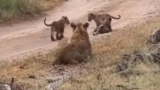 The moment the Mother Lion Rises to Protect Her Cubs
