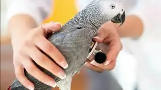 Bird Health|Pet Birds