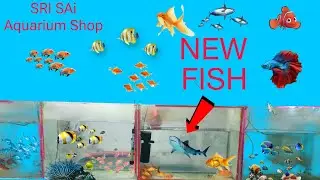 💥😱NEW stock fishes/New aquarium fish unboxing ) SRI Sai AQUA /Unboxing new Fish 🐟🐠