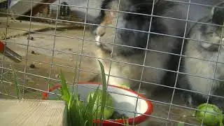 Rabbits love Brussel Sprouts 13/11/19