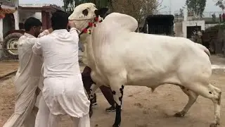 PRINCE 2 🔥🔥❤️ || Biggest DONDA Beauty || Masha Allah || Gulf Cattle Farm || Collection 2019