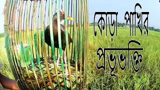 মানুষের পরম বন্ধু কোড়া পাখি,অবাক হবেন এর ভালোবাসায়/Devotee Watercock Bird/Hunting Bird/কুড়া পাখি