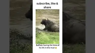 Buffalo enjoying in the mud #animals #animalstyle #nature #cute #wildlife #animal #funnyanimals