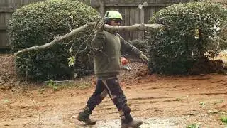 Best Tree Service in Chattanooga and Cleveland TN - Bradley Tree Service
