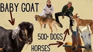 Dog, Horse and baby goat rescue. ALL IN ONE WEEK? | Tenerife Horse Rescue Finca Life Ep 54
