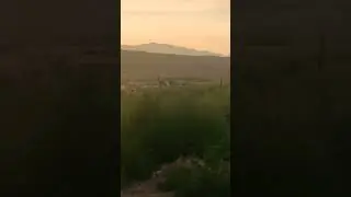 venados
