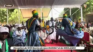 1050 Bovins octroyés: Prestation des Maures à Thies lors de la journée des éleveurs
