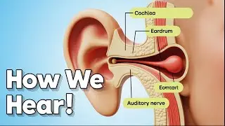 How the Human Ear Works | Amazing Hearing Process Explained!