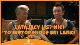 Latający lis? Nie! To nietoperz ze Sri Lanki