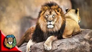 Wild Nature - Best of ANIMALS vs DRONES Compilation Including Tigers Lions Eagles Dogs Cats