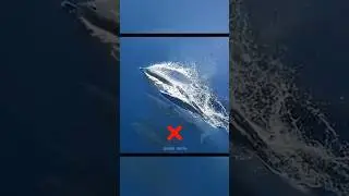 Why Dolphins Swim Near Ship🤔#facts#dolphins