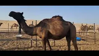 Camel milk have protein, healthy fats, vitamins (such as B1, B2, C), minerals like iron, calcium.