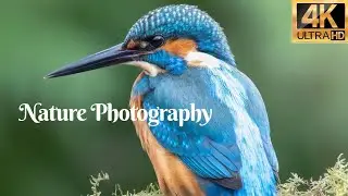 Wildlife photography video | Arif Photography BD | #wildlife #nature #photography #arifphotographybd
