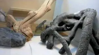 Contest Entry LeosForLife Best Lizard