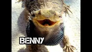 Children’s Sleep Meditation Story | Benny The Bearded Dragon