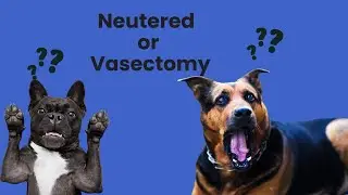 Neutering vs. Vasectomy: What&rsquo;s Best for Your Dog?