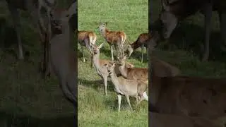 Anant Ambani leads Vantaras mission to save wildlife #AnimalWelfare #AnantDadaEra&nbsp;#AnantAmbaniDt