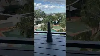 Fly Fan-Bug and Bird