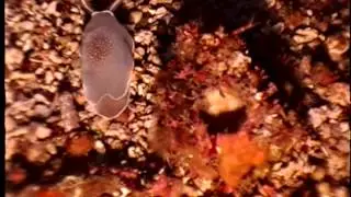 Berthella californica
