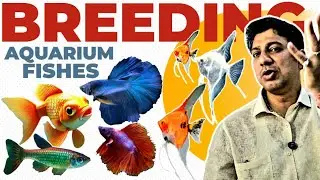 GOLDFISH BREEDING | ANGELFISH BREEDING | ANIL PATIL | AQUARIUM FISH | FISH BREEDING | FISH TANK 