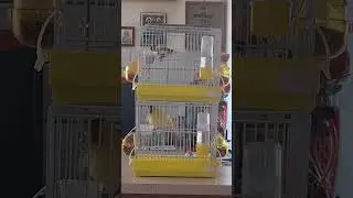 Harzer Roller Canary....