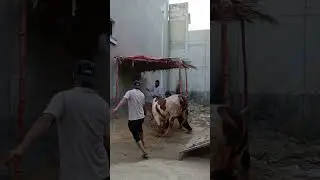 Dangerous cow unloading😈🔥 #viral #dangerouscowunloading