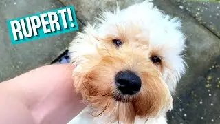 Day In The Life Of A 6 Month Old Cockapoo (CUTE!)