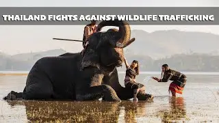 BIODIVERSITY PROTECTION: Thailand ramps up fight against wildlife trafficking