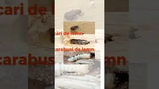 Solutie tratament lemn pentru eradicarea insectelor din  Bochemit Plus I #shorts