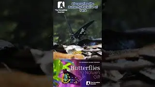 Unlock the Secrets of Peru's Butterfly Paradise! 🦋🌍