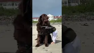 Found the best pet friendly hotel in Maine&hellip;