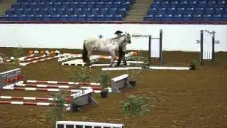 In-Hand Trail - Gold Futurity - 2010 APHA World Show - with judges score sheets
