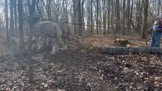 Возможные изменения и заготовка древесины для лошадей.