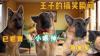 王子真是个搞笑小王子😂【憨憨金和帥帥銀】