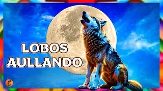 LOBOS AULLANDO Animal de Poder, conexi&oacute;n con el Totem Cham&aacute;nico. Mundo animal m&aacute;gico y salvaje