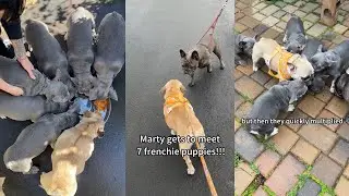 My dog met 7 puppies!!