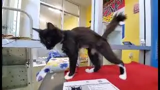 Princess Leia A860147 (ADOPTED 6/16/24)