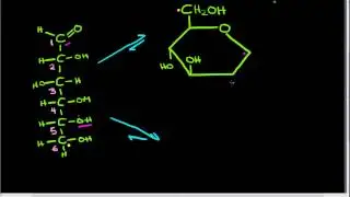 alpha and beta glucose