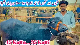 Great offers Pure Nali Ravi Katti Farming || Top Trending Kattra Farm | Katta Farm business plan 