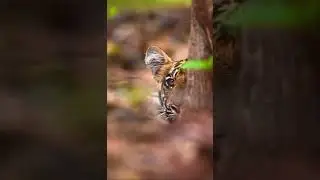 ALL ANIMAL IN ONE FRAME #deer #animal #viral #zoological  #birds #mouse #monkey #trendingshorts