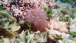 Deep Sea Algae &mdash; VOS 7-1 (trailer)