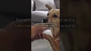 Grooming My Dog at Home Like a Pro 🐶✂️ | Easy Tips & Tricks!
