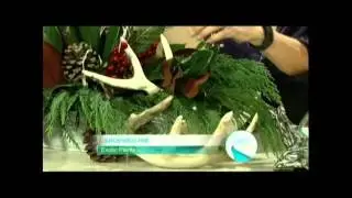 Exotic Plants on Sac & Co, December 2015