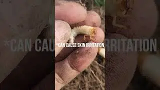 How To Identify White Grubs: Ultimate Tip to Save Your Lawn & Trees