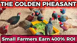 How Small Farmers Earn 400% ROI from the World’s Most Beautiful Bird | The Golden Pheasant