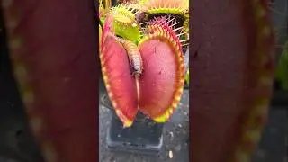 Venus Flytrap takes on a Morio worm #insects #nature #bug #shorts #worms