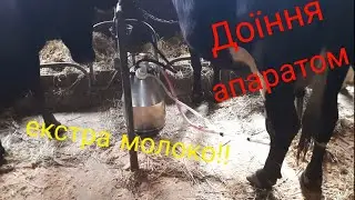як ми доїмо КОРОВИ🐃🐃🐄🐄 та трошки про доїльний апарат🌊🌊